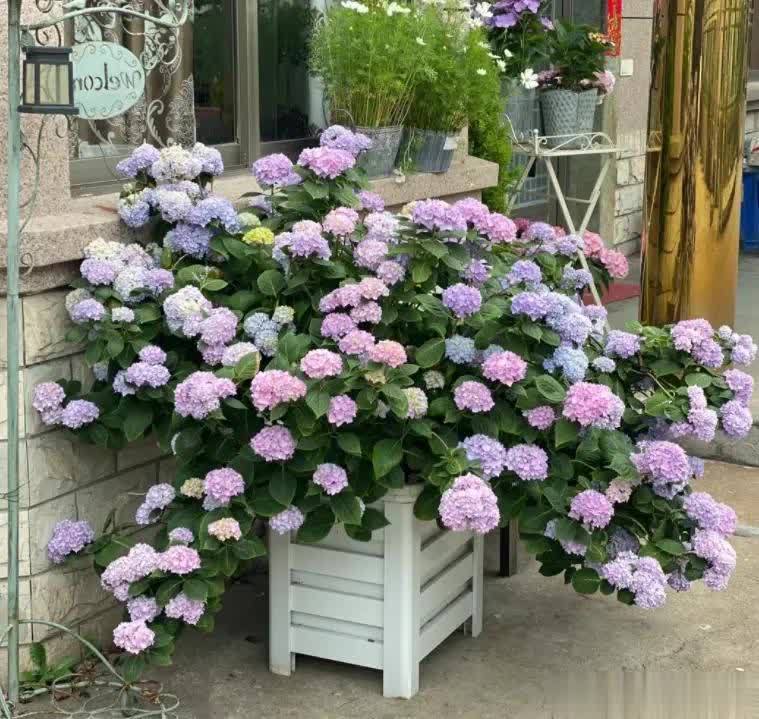 长的更旺盛, 上养几盆