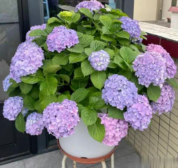 它的叶子是, msn, amp