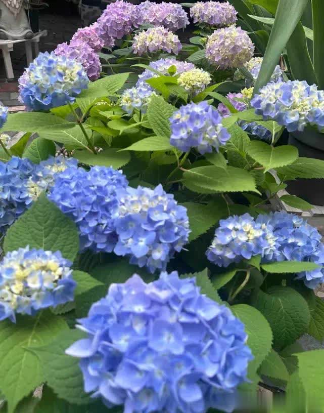 时间, 球花的生长