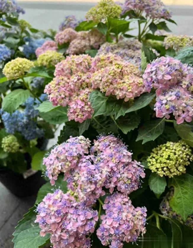 div, 绣球的养护