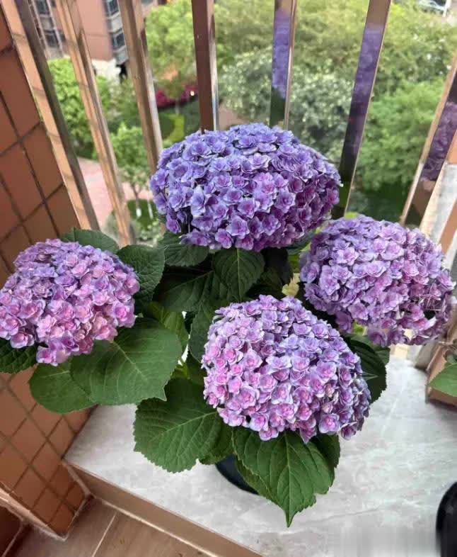 天喷一次叶, 一部分