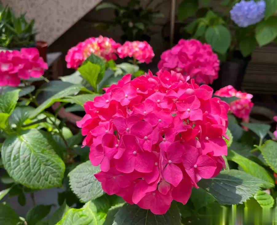 entit, div, 绣球花在当